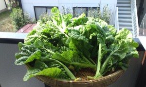 2014.3.22-katsuona-zaru