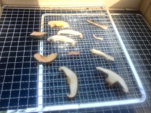 2015-07-24 17.14.07 (Small)