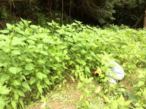 2015-06-14 15.19.05 (Small)