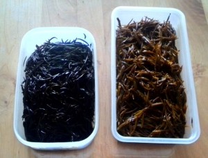 2016-03-05 09.01.27 (Small)