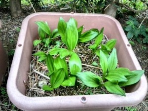 2016-03-07 17.48.22 (Mobile)