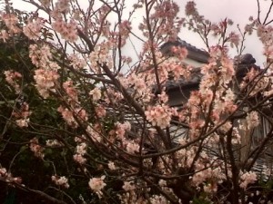 2016-03-10 14.09.45 (Mobile)