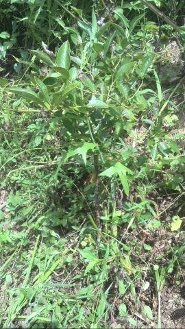 2016-09-17-11-44-46-mobile