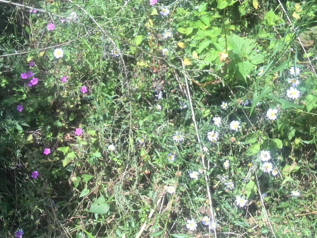 2016-09-17-11-54-11m