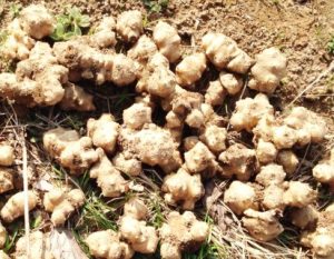 %e6%8e%98%e3%81%a3%e3%81%9f%e8%8f%8a%e8%8a%8b-mobile