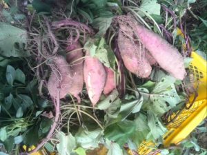 2016-09-25-09-46-17-mobile