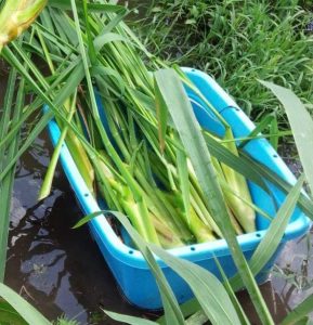 received_1495884833771372_