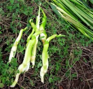 received_1495884863771369_-mobile